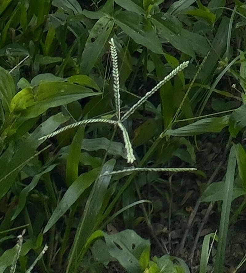 Talquezal photo 8