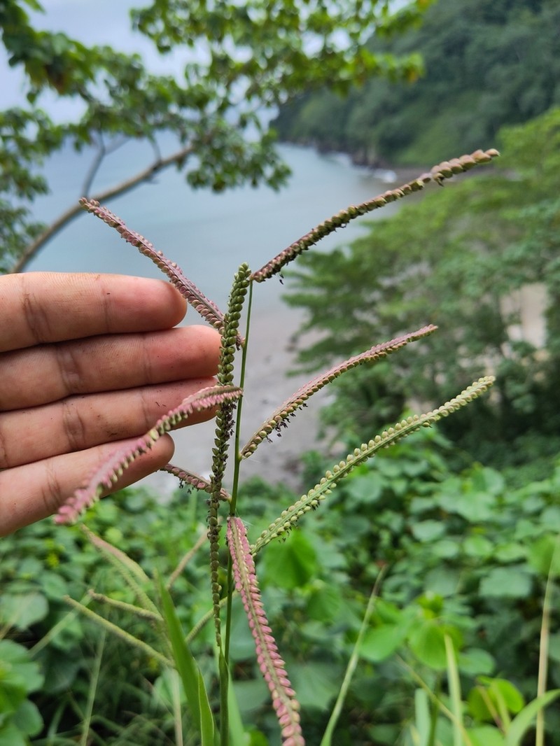 Paspalum wettsteinii