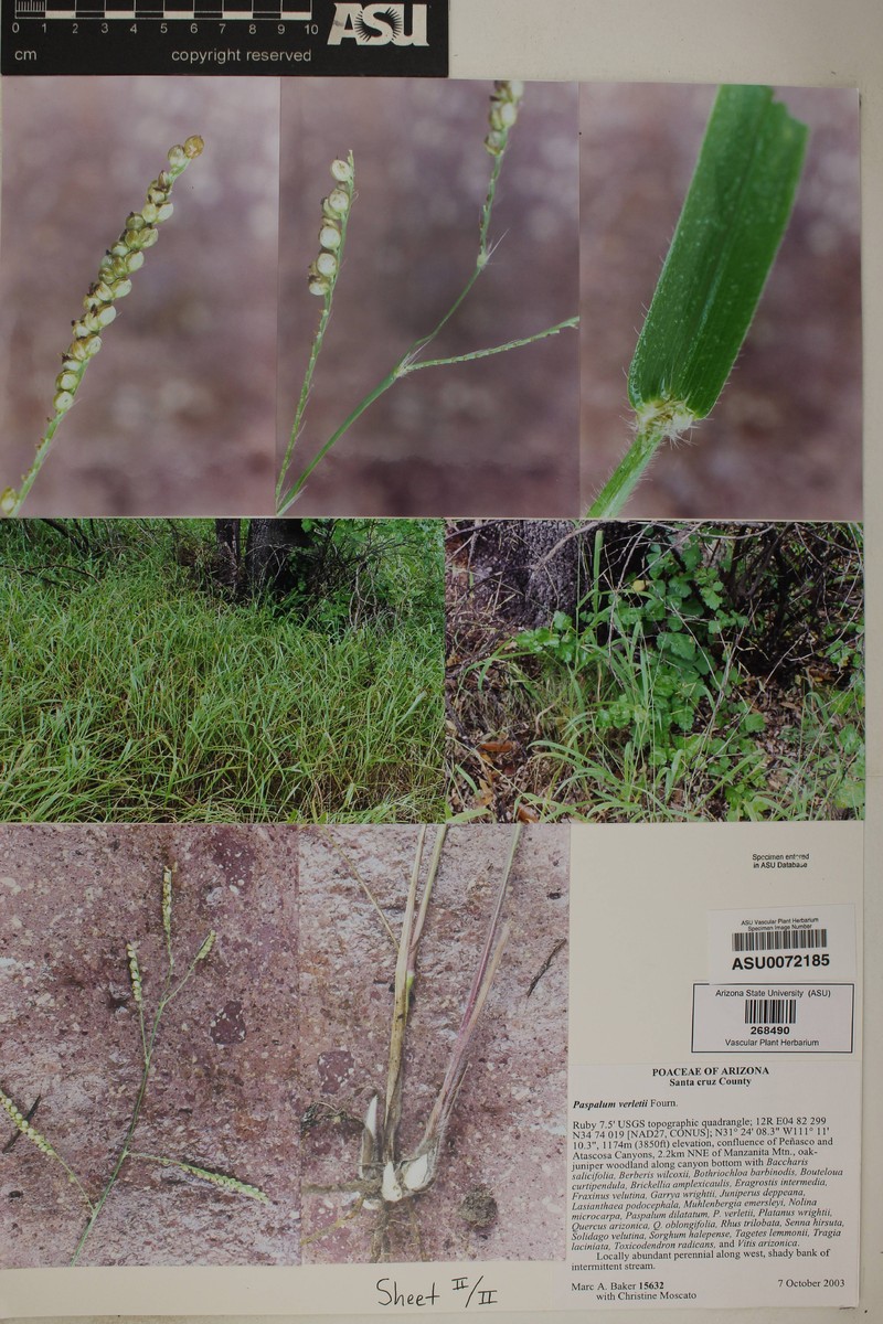 Virlet's Paspalum