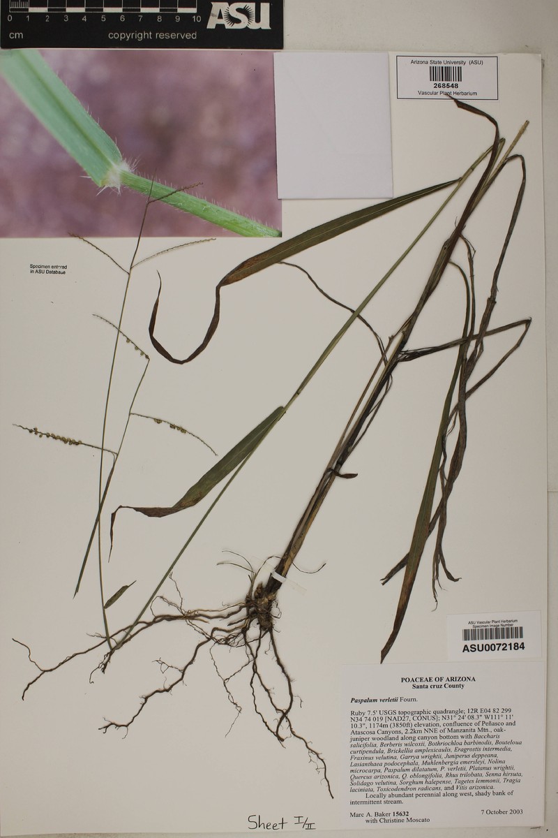 Virlet's Paspalum photo 2
