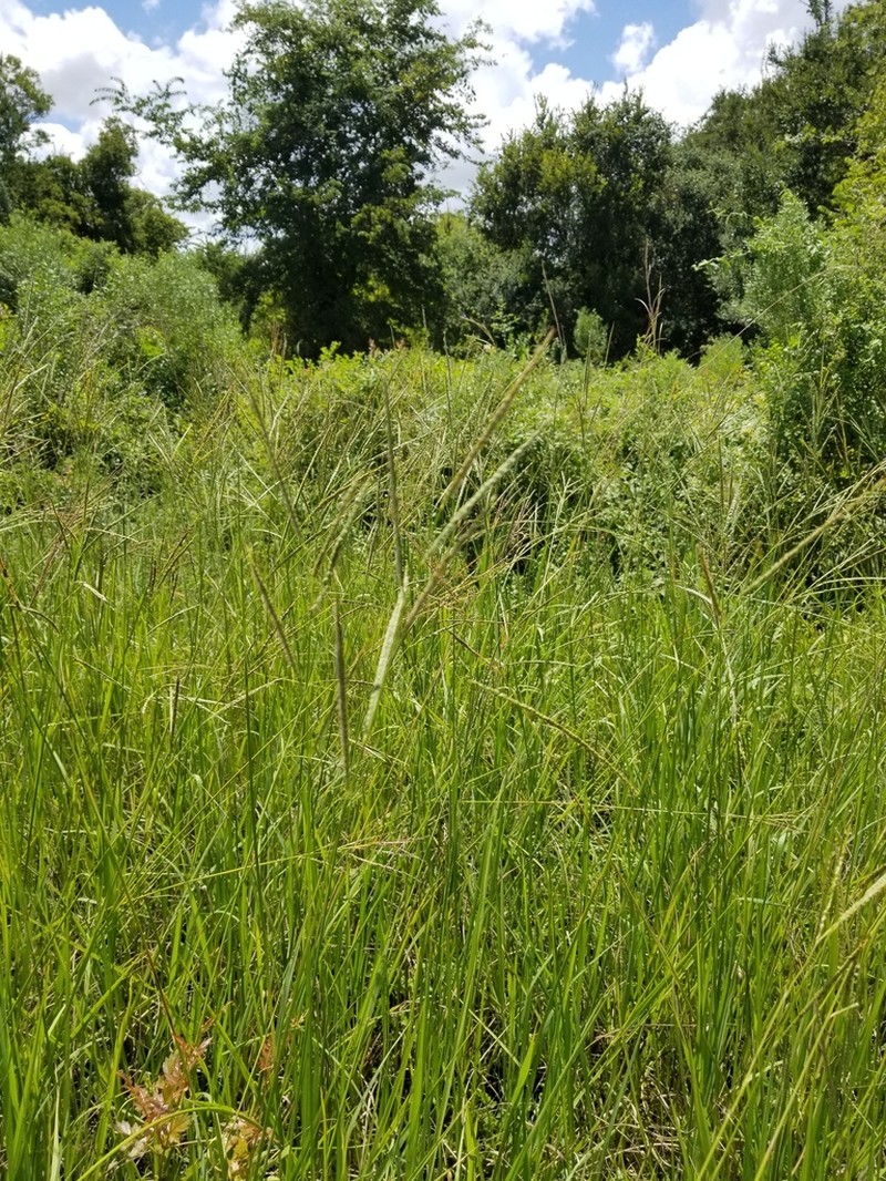 Paspalum hydrophilum photo 2