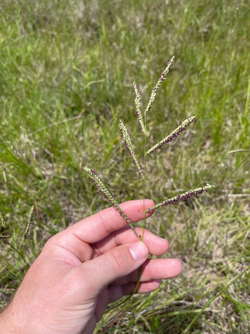 Paspalum hydrophilum photo 3