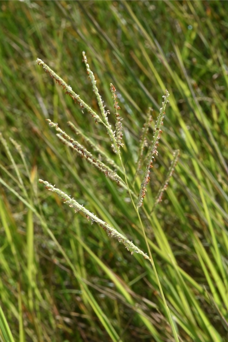 Paspalum hydrophilum photo 4