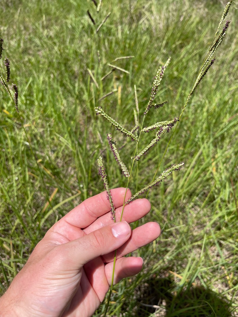Paspalum hydrophilum photo 7