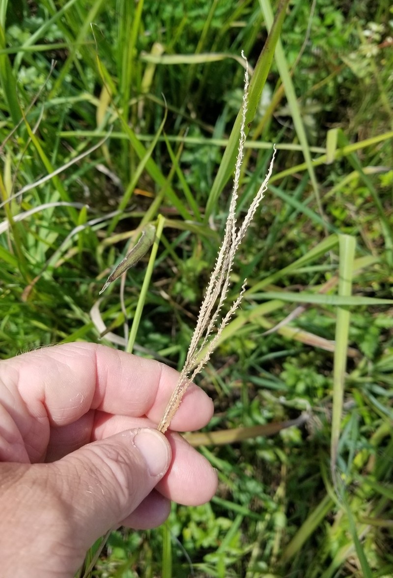 Wright's Paspalum photo 5