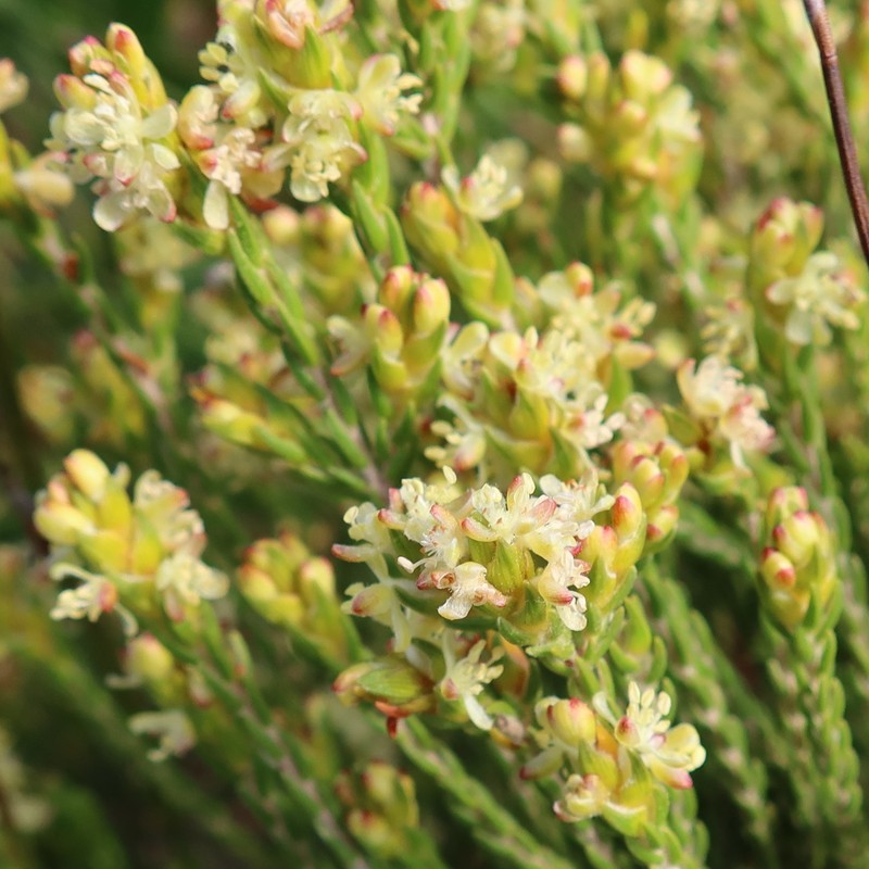 Passerina filiformis subsp. filiformis