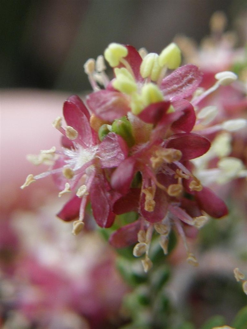 Passerina filiformis subsp. filiformis photo 3