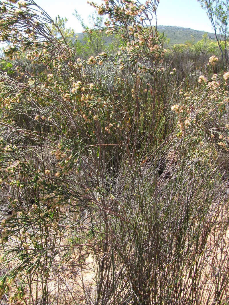 Passerina filiformis subsp. filiformis photo 4