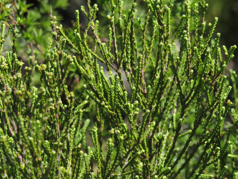 Passerina truncata subsp. truncata