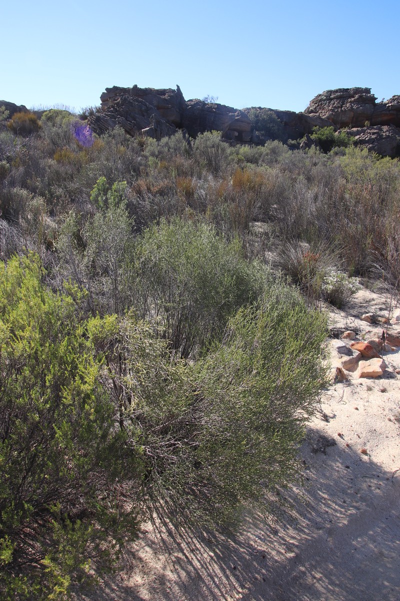 Passerina truncata subsp. truncata photo 2