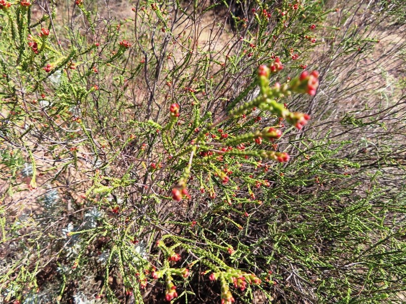 Passerina truncata subsp. truncata photo 3