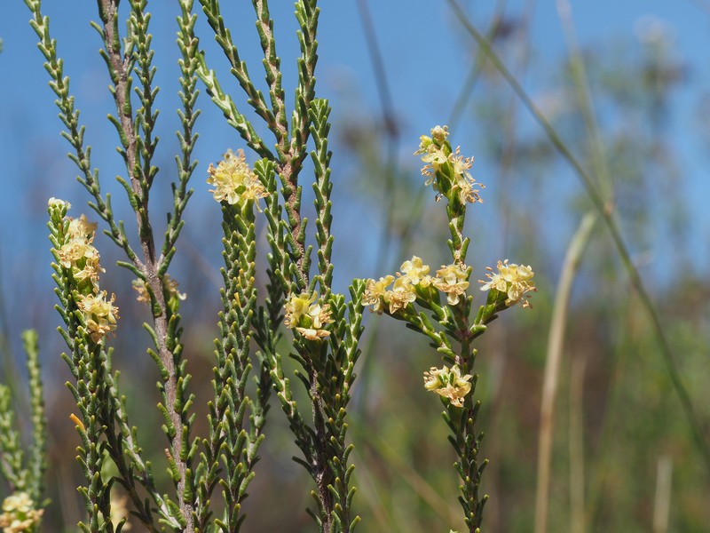 Passerina truncata subsp. truncata photo 4