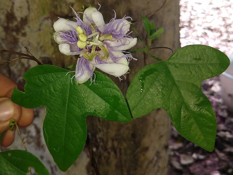 Passiflora acreana