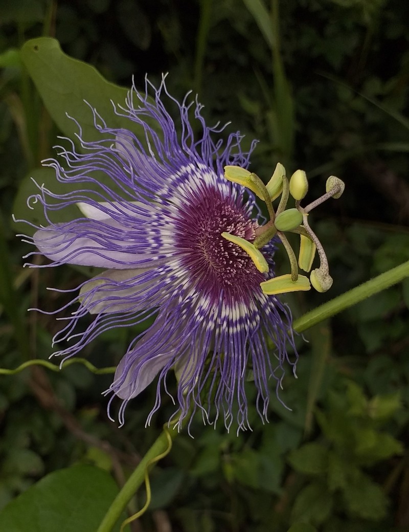 Passiflora acreana photo 2