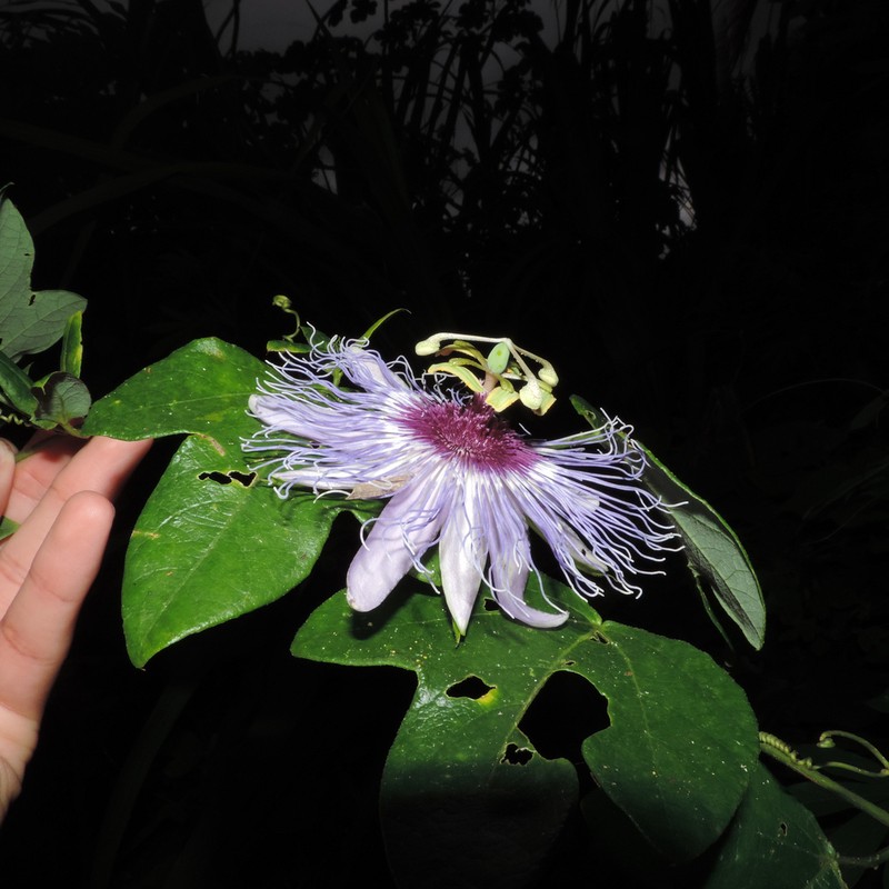 Passiflora acreana photo 3