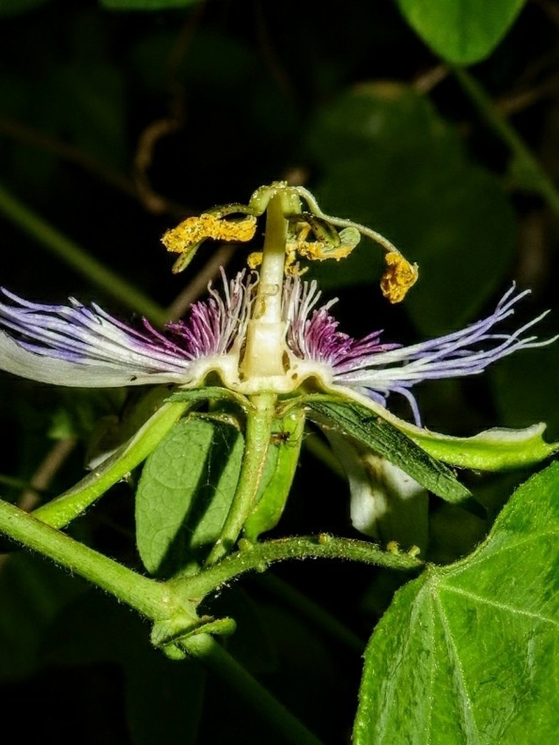 Passiflora acreana photo 4