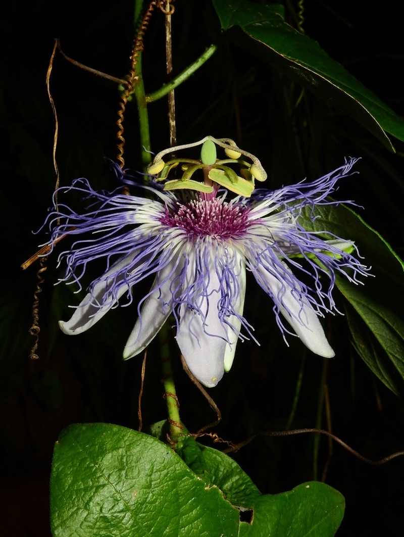 Passiflora acreana photo 5