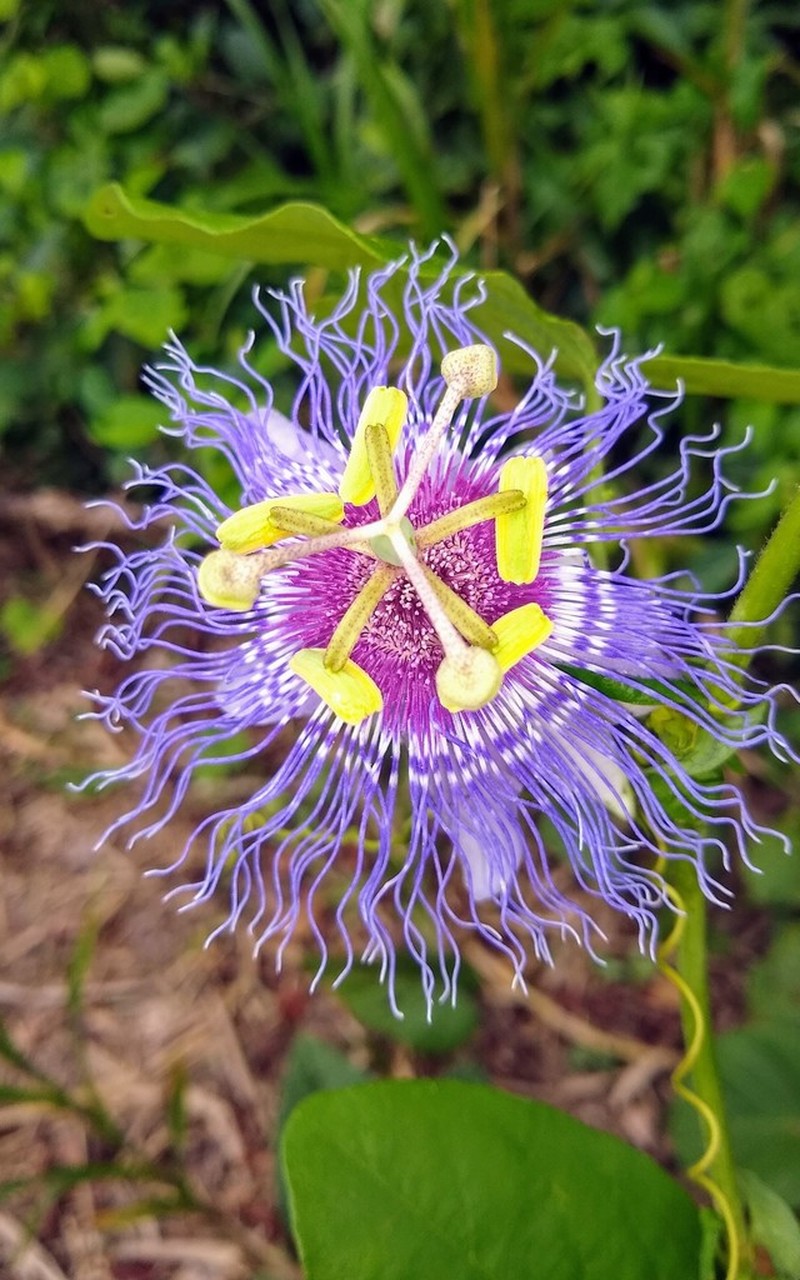 Passiflora acreana photo 6