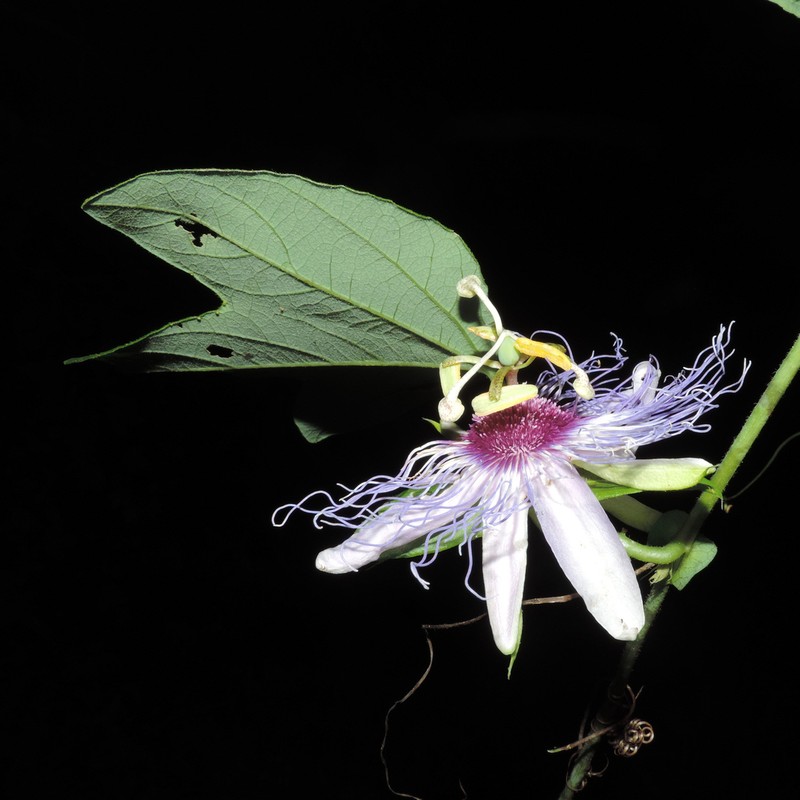 Passiflora acreana photo 7