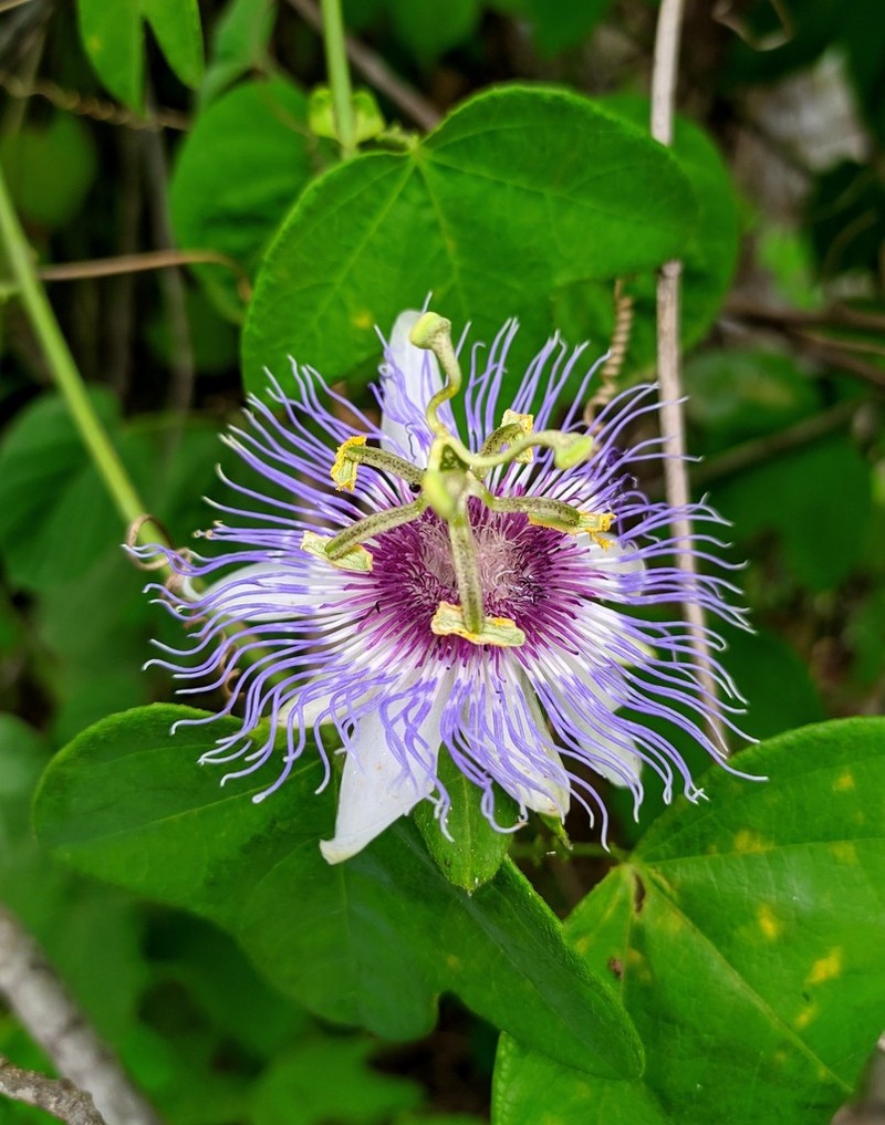Passiflora acreana photo 8