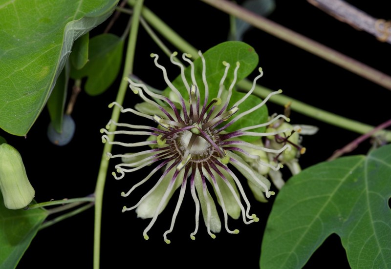 Bracted Passionflower