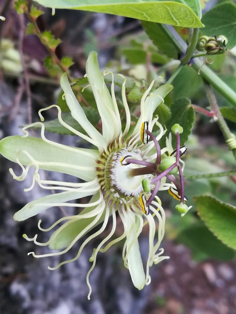 Bracted Passionflower photo 4