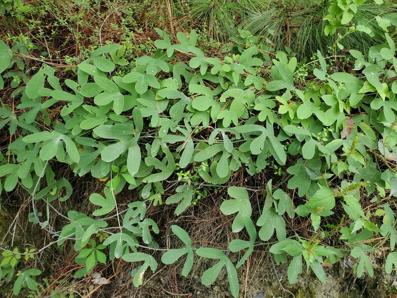 Bracted Passionflower photo 6