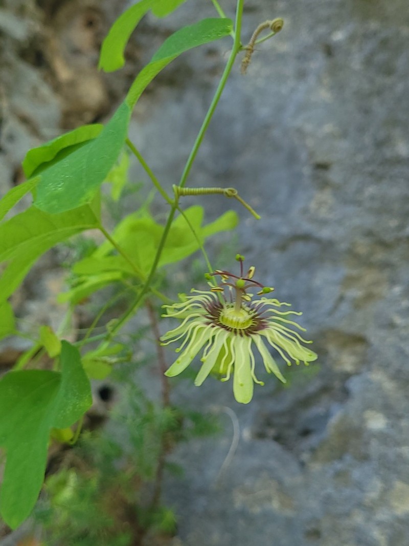 Bracted Passionflower photo 7
