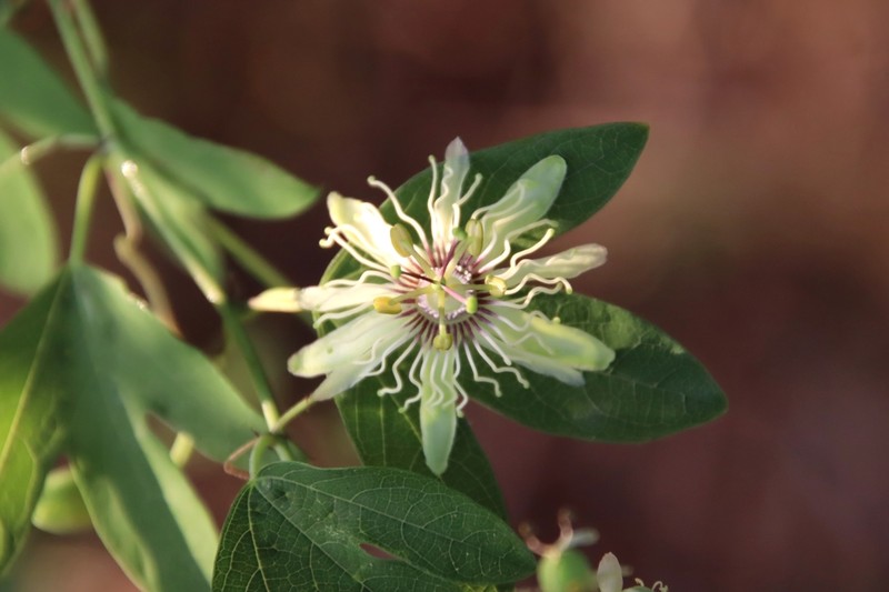 Bracted Passionflower photo 8