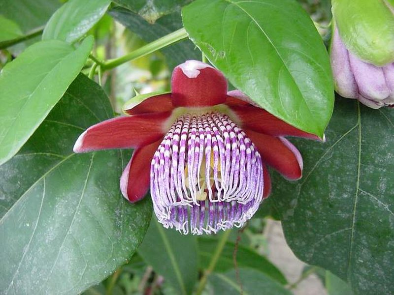 Passionflower