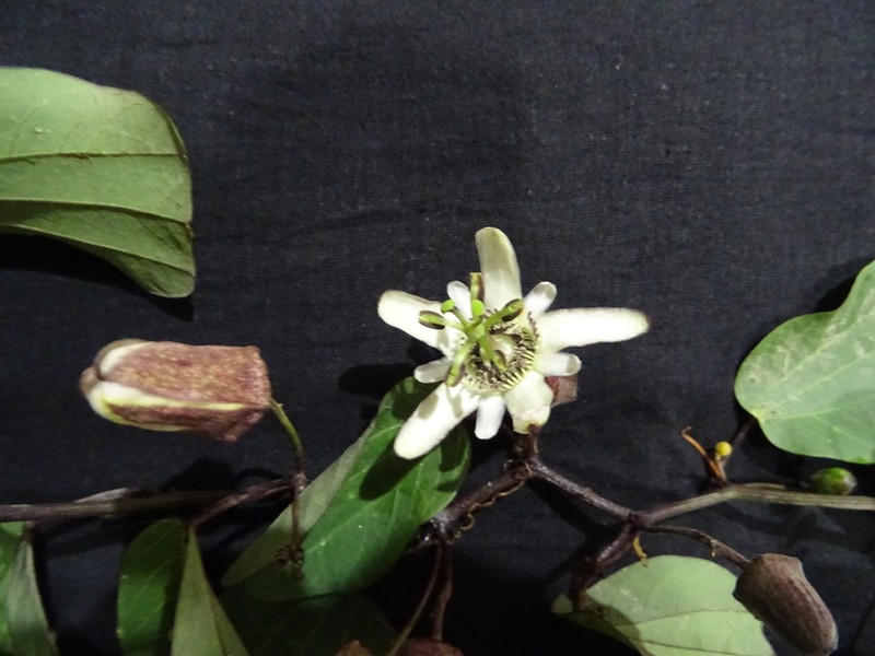 Passiflora andicola
