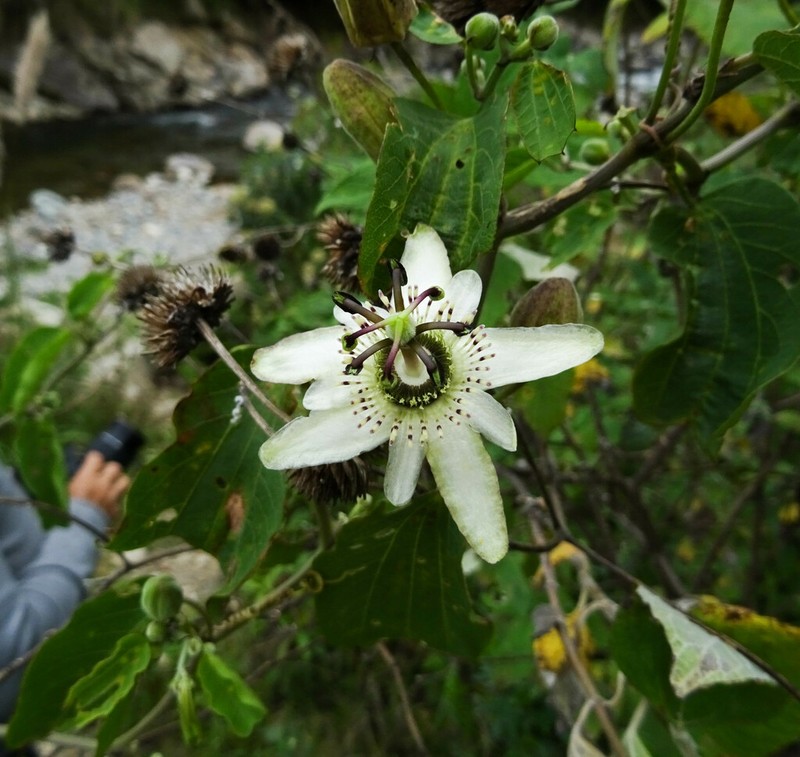Passiflora andicola photo 2