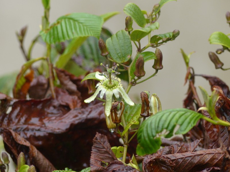 Passiflora andicola photo 3