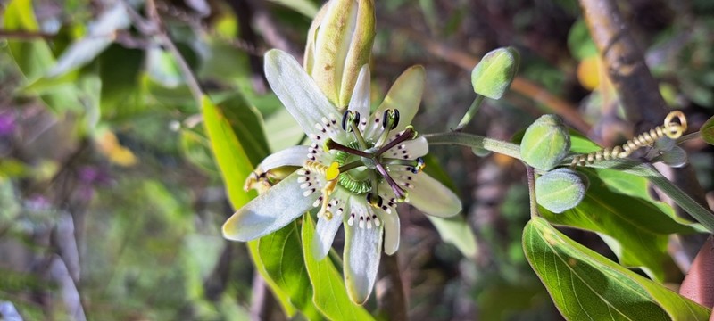 Passiflora andicola photo 4