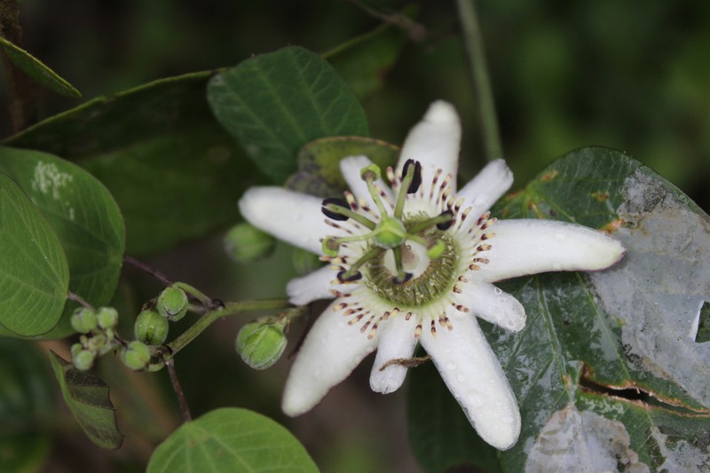 Passiflora andicola photo 5