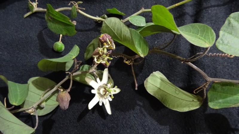 Passiflora andicola photo 6