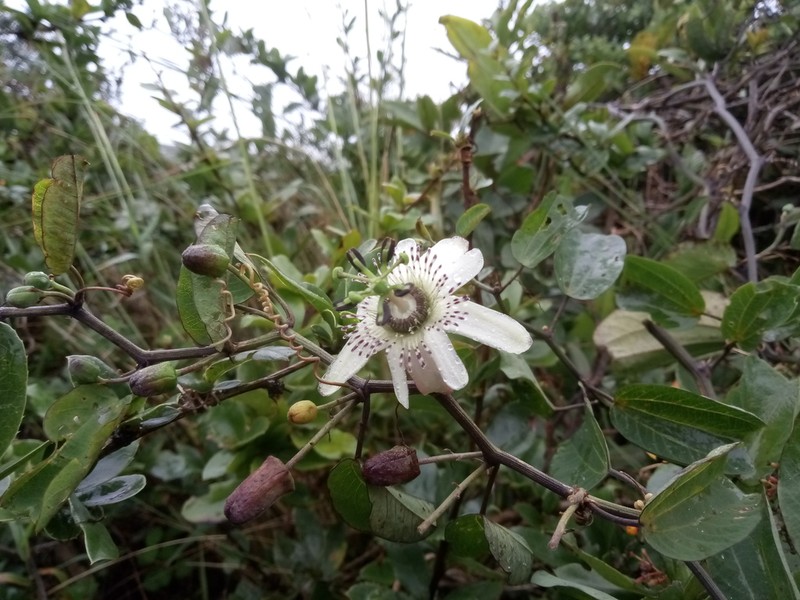 Passiflora andicola photo 7