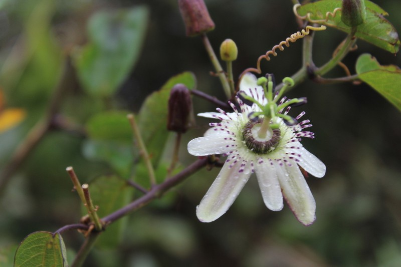 Passiflora andicola photo 8