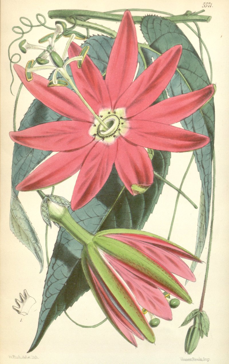 Passionflower