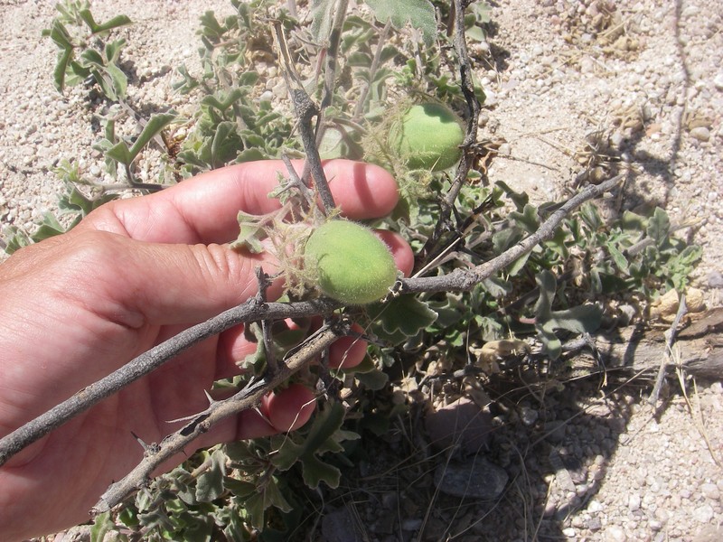 Desert Passionflower photo 2