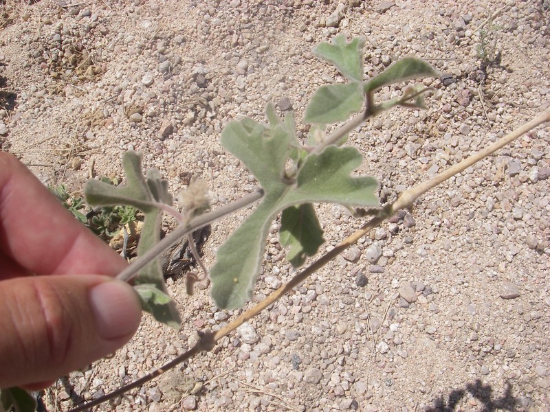 Desert Passionflower photo 3