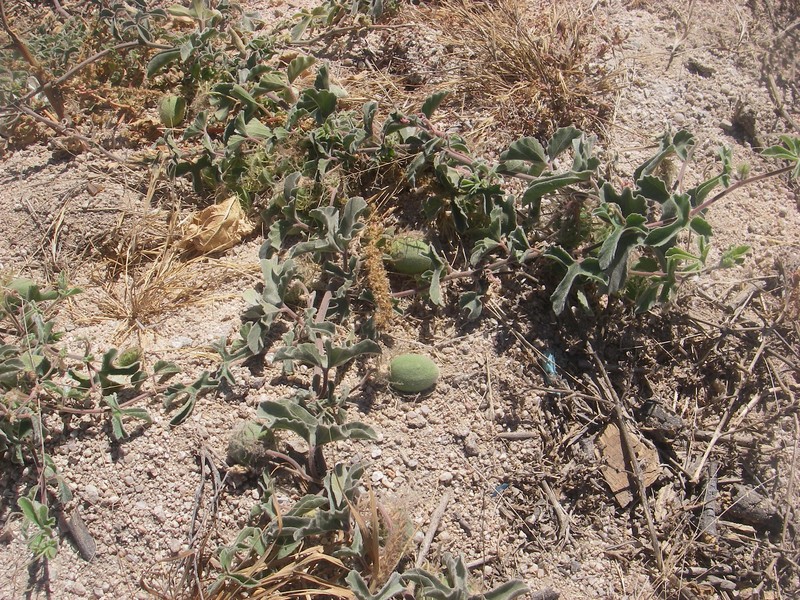 Desert Passionflower photo 4