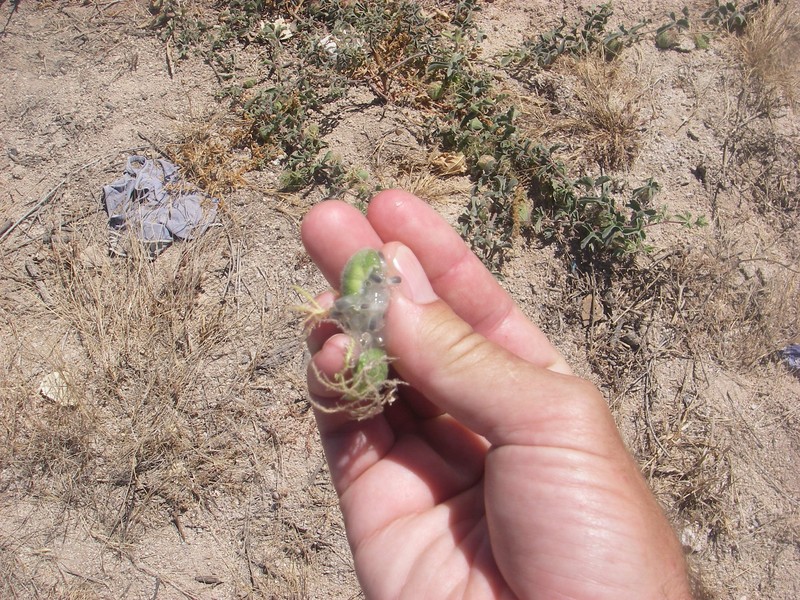 Desert Passionflower photo 5