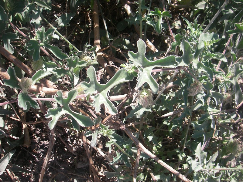 Desert Passionflower photo 6