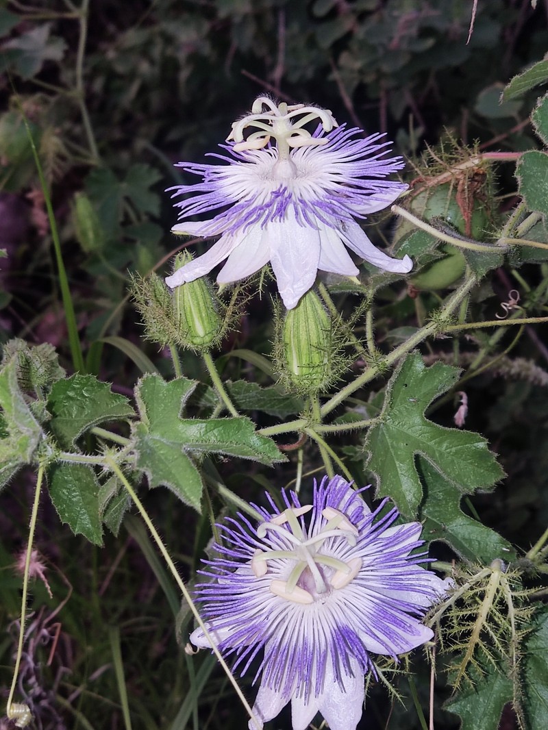 Arizona Passionflower