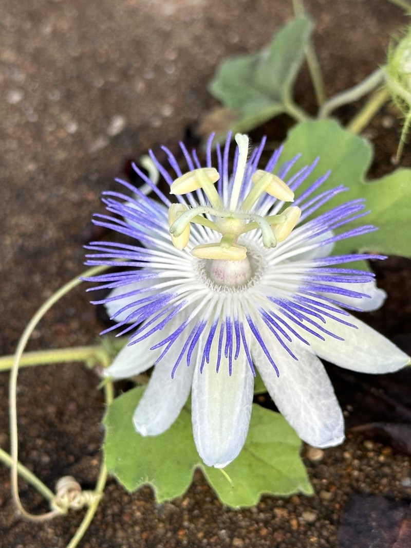 Arizona Passionflower