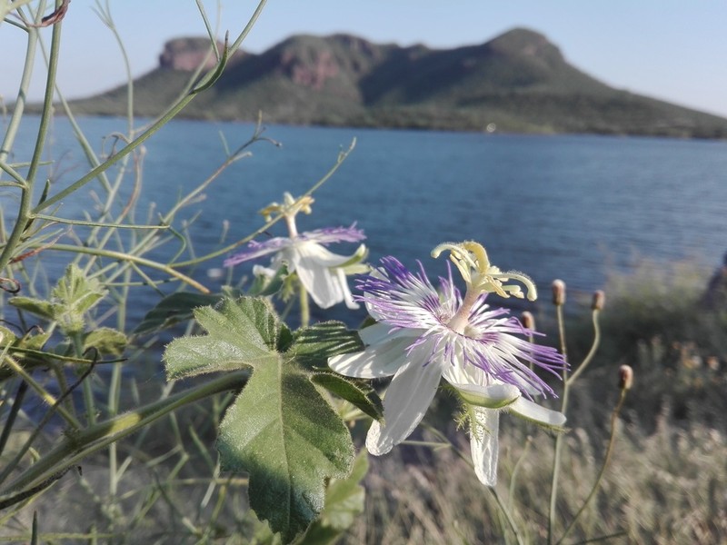 Arizona Passionflower photo 2