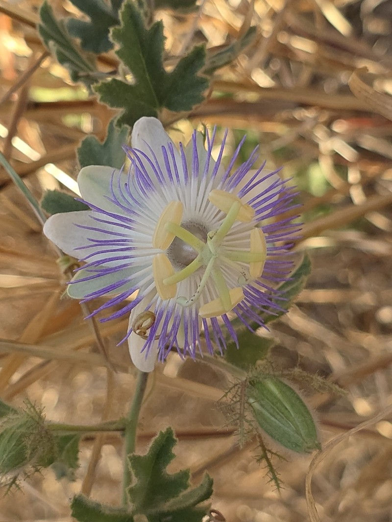 Arizona Passionflower photo 3