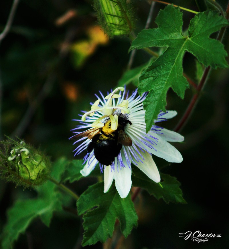 Arizona Passionflower photo 4