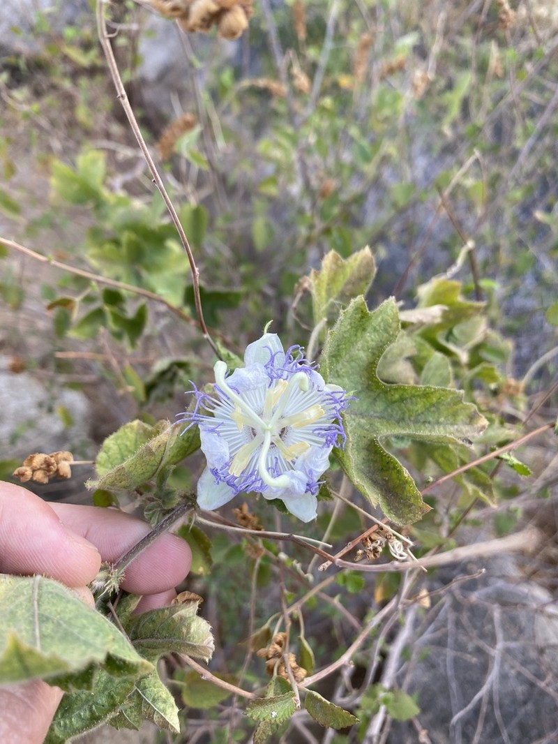 Arizona Passionflower photo 5